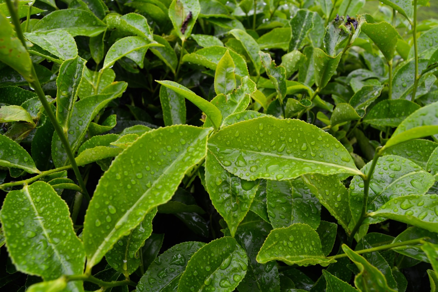 How Alkhamees Tea Embodies Nigerian Culture