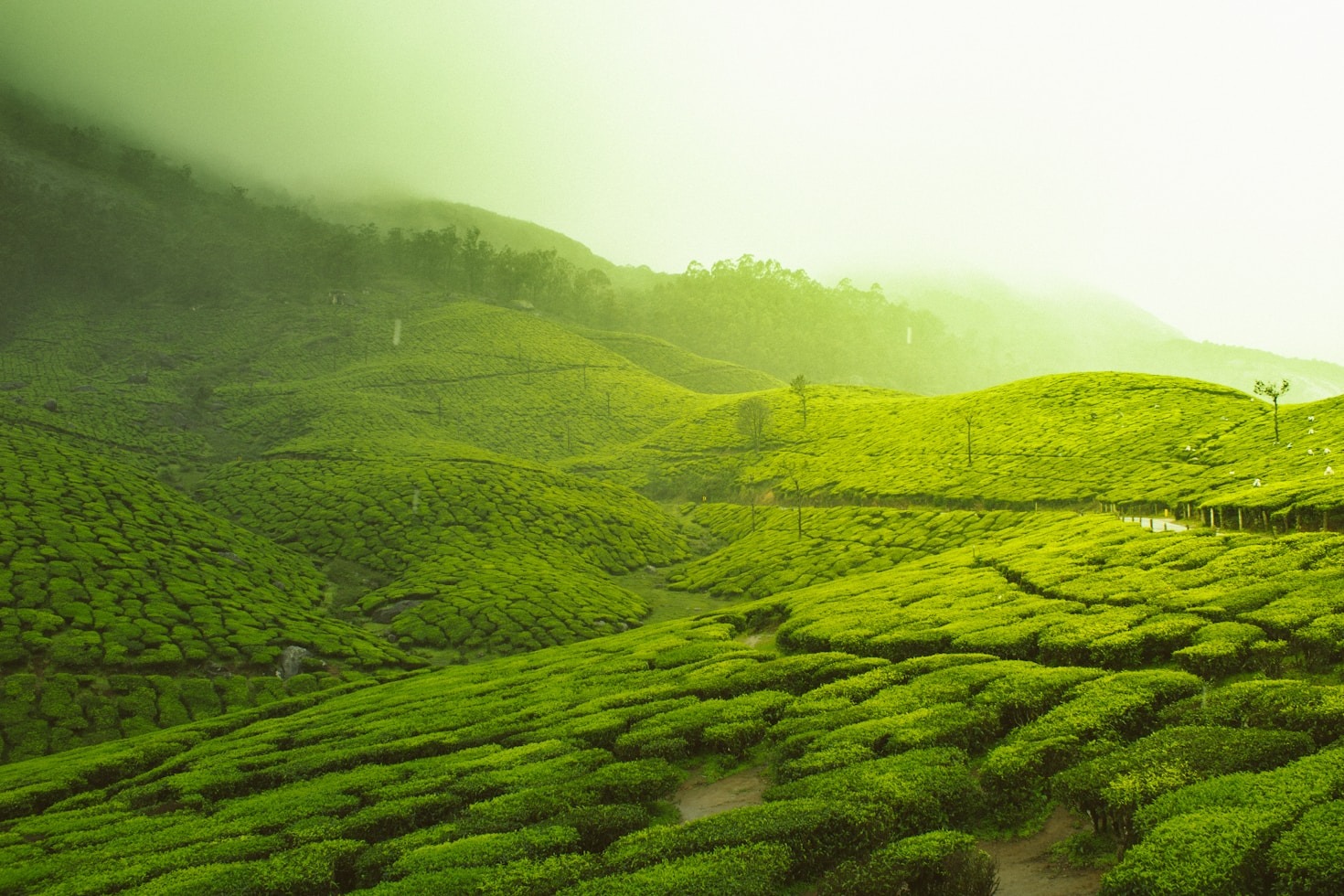 The Natural Benefits of Nigerian Sourced Teas