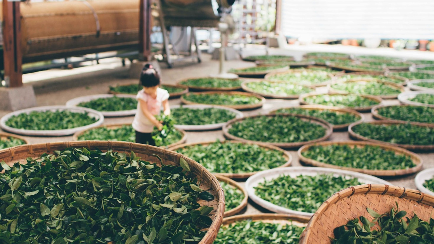 A Journey Through Nigeria’s Tea Traditions