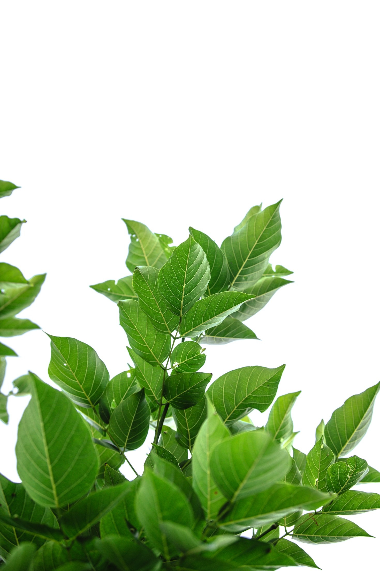 Celebrating Nigerian Pride Through Premium Tea